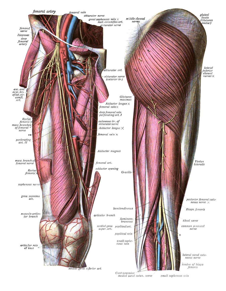 BBL in Turkey: anatomy of the buttock showing the gluteus maximus muscle and nearby nerves and vessels