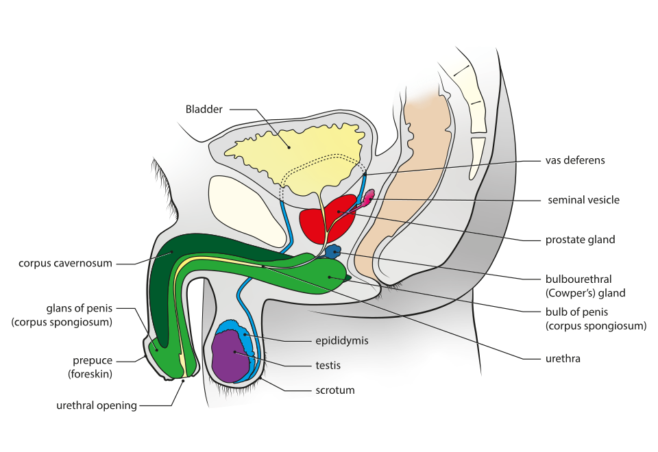 Sagittal diagram of the male genital system showing the penis, prostate, seminal vesicles and urethra