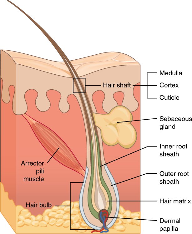Diagram of a hair follicle, the structure that regrows hair during hair transplant recovery