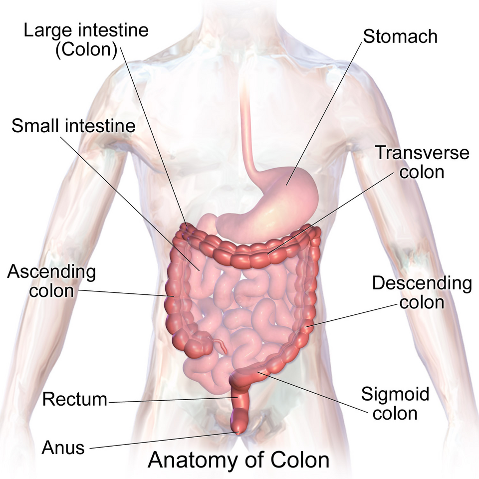 Diagram of the large intestine, the part of the gut affected by irritable bowel syndrome