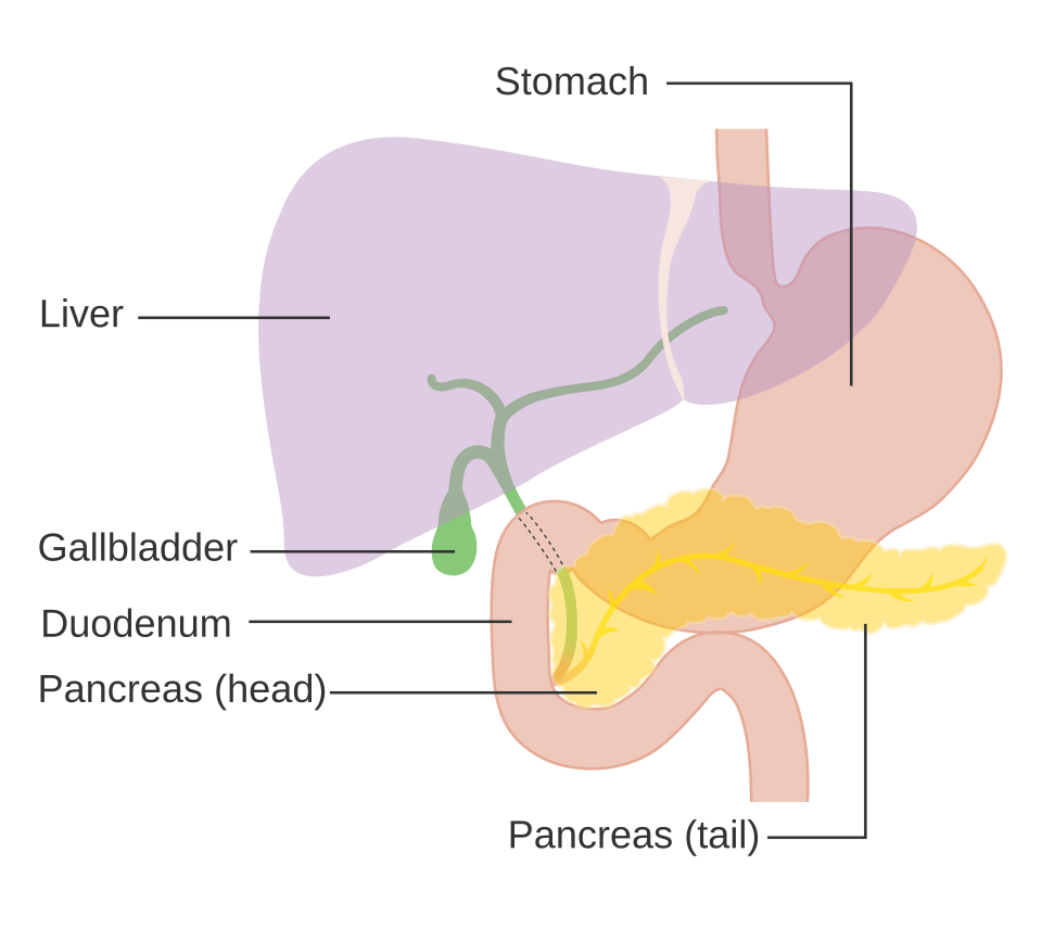 Diagram of the pancreas behind the stomach next to the liver, gallbladder, bile duct and duodenum, explaining pancreatic cancer symptoms