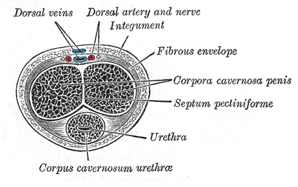 Cross-section of the penis showing the corpora cavernosa and tunica albuginea affected in Peyronie's disease