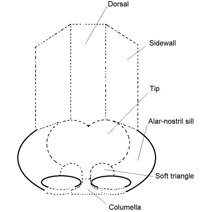 Diagram of the aesthetic nasal subunits used in rhinoplasty planning