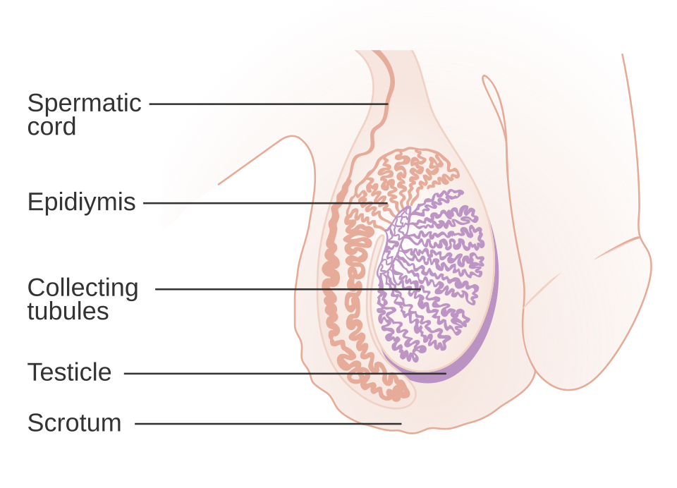 Diagram of the testicle, epididymis, spermatic cord and scrotum, where testicular cancer symptoms such as a lump appear