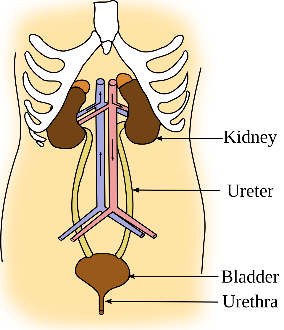 Diagram of the urinary tract showing where a urinary tract infection can occur: kidneys, ureters, bladder and urethra